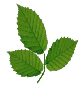 ingrosso pellet Cesena 2 faggio